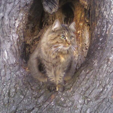 Kitty