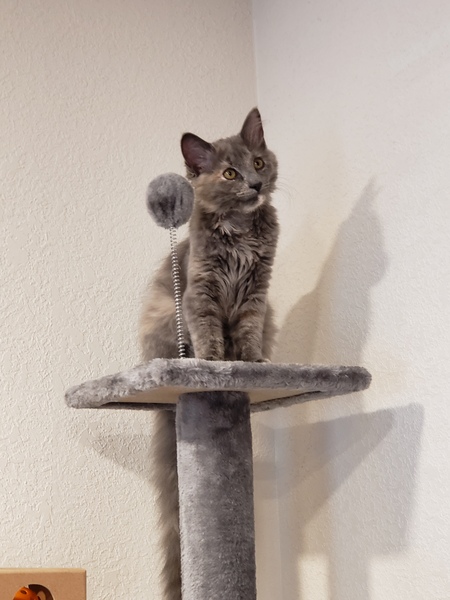 Maya