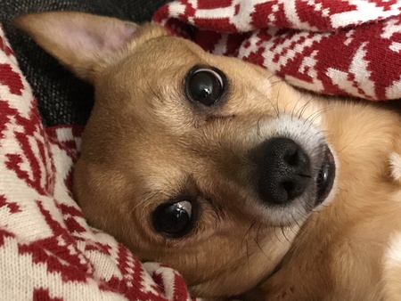 Peanut