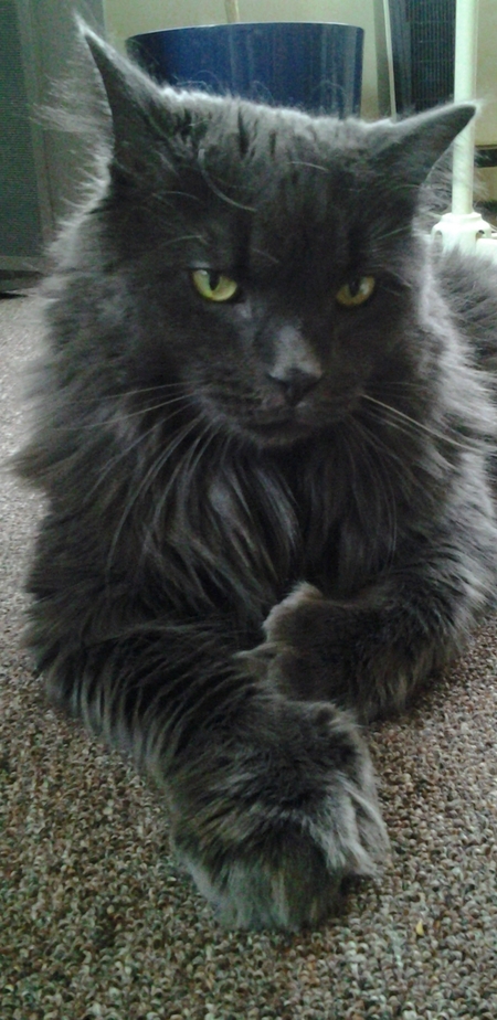 Gemma
