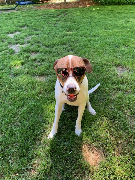 Sammy