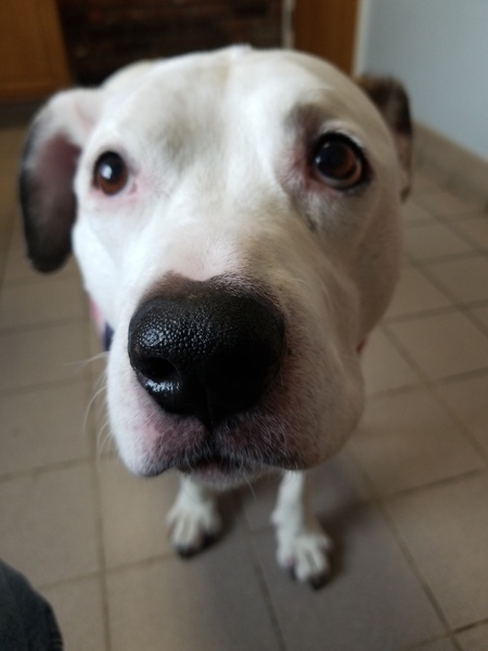 Abby