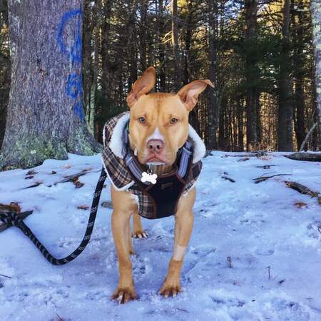 Petey