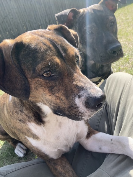 Mowgli & Baloo