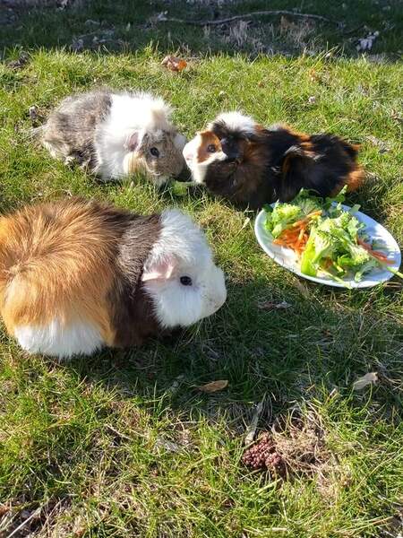 Courage, Baby, and Java