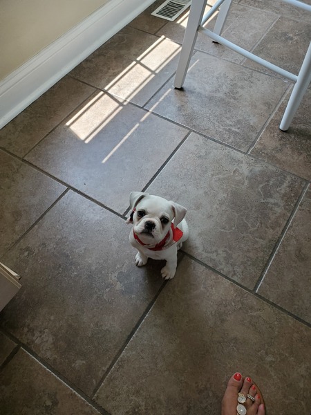 Louie
