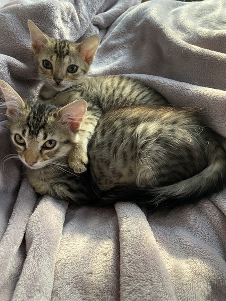 Lily and Roxy