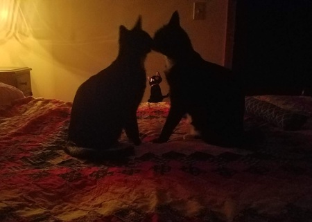Boots & Bixby | Affection