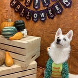 Entry image for Basil