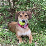 Entry image for Frankie (formerly known as Eli)