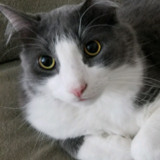 Entry image for Leonard