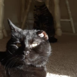 Entry image for Stanley Vincent(black cat) Steven Catthew (tabby)