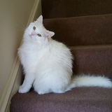 Entry image for Madame Monique Catnip 