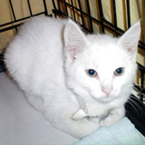 Entry image for Opal