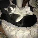 Entry image for Finn and Isla