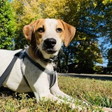 Entry image for Gus 