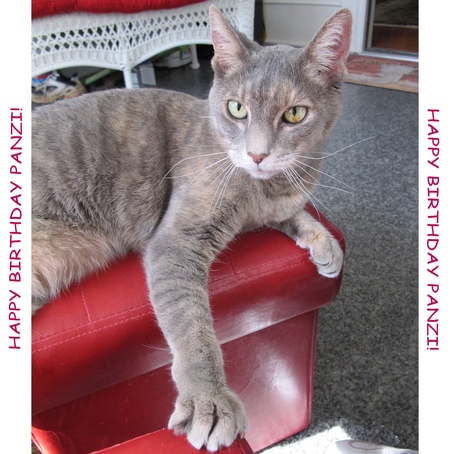 Entry image for Panzi. Clicking this image will show a larger photo