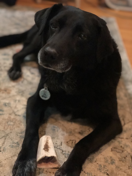 Entry image for Rosie. Clicking this image will show a larger photo