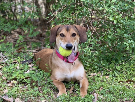 Entry image for Frankie (formerly known as Eli). Clicking this image will show a larger photo