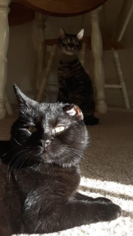 Entry image for Stanley Vincent(black cat) Steven Catthew (tabby). Clicking this image will show a larger photo