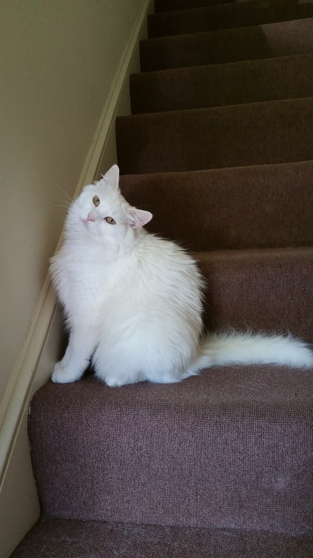 Entry image for Madame Monique Catnip . Clicking this image will show a larger photo