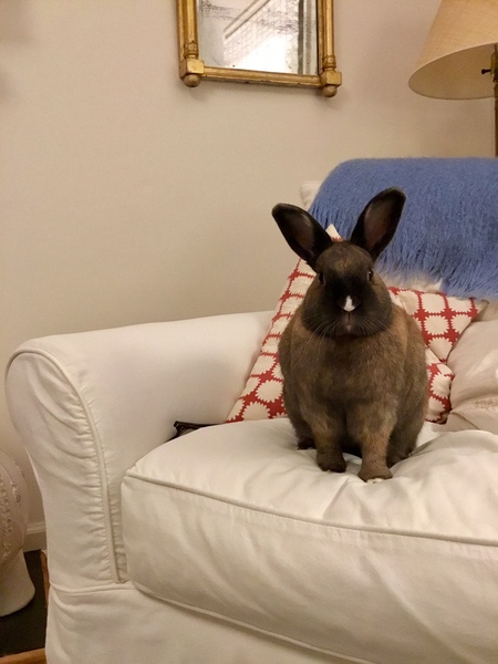 Entry image for Twinkle. Clicking this image will show a larger photo