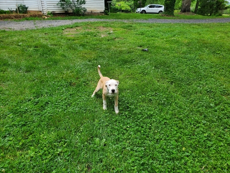 Entry image for Ham. Clicking this image will show a larger photo