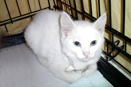 Entry image for Opal. Clicking this image will show a larger photo
