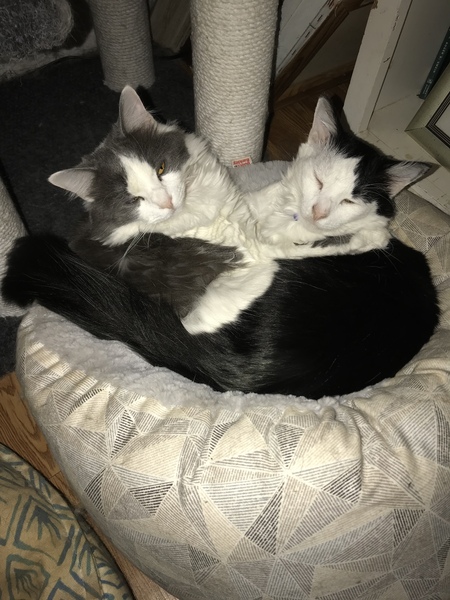 Entry image for Finn and Isla. Clicking this image will show a larger photo
