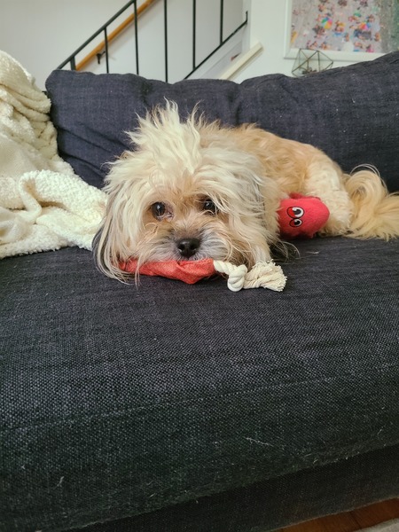 Entry image for Milo. Clicking this image will show a larger photo
