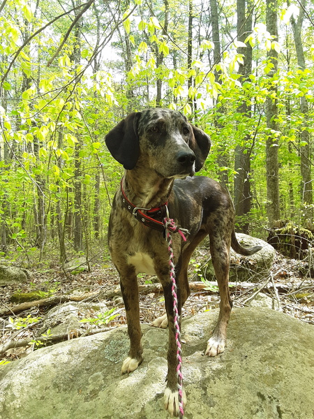 Entry image for Tinker . Clicking this image will show a larger photo