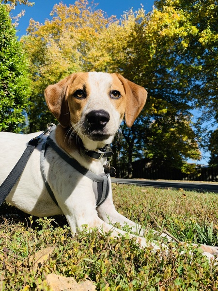 Entry image for Gus . Clicking this image will show a larger photo