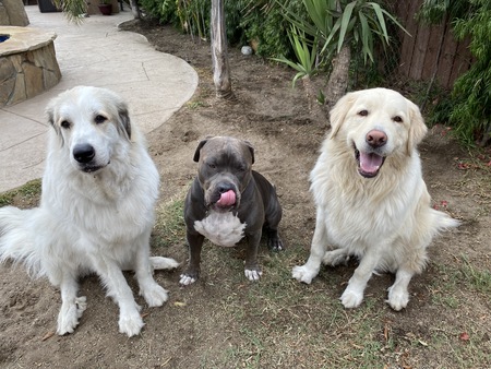 Cali, Dudley and little brother Cooper