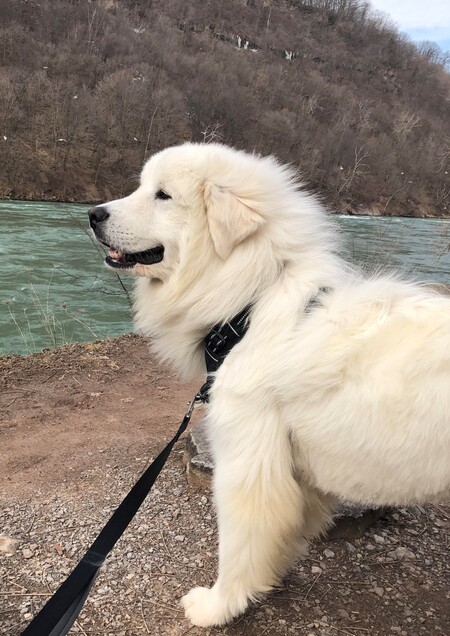Everest (formerly Max)