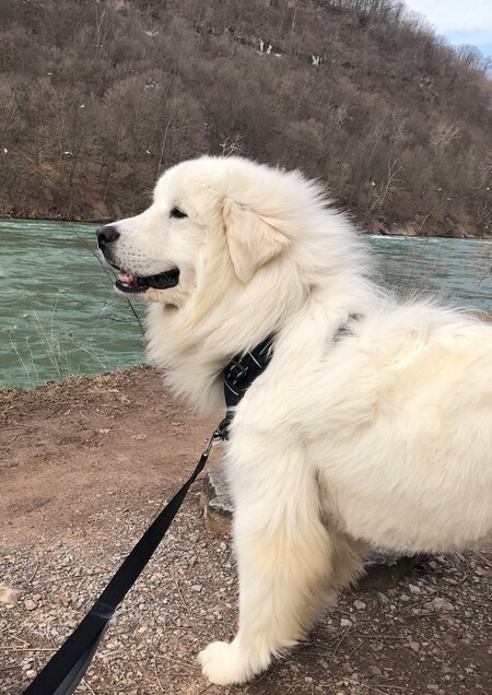 Everest (formerly Max)