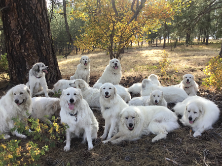 Pyr Bliss Farm