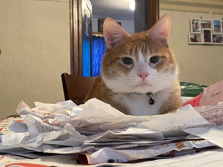Simba helping organize this year's tax return paperwork