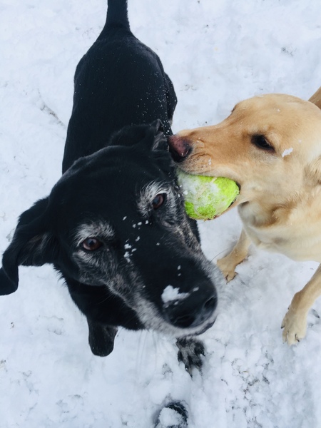 Honey and Bella