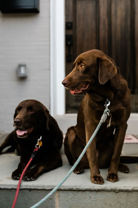 Tag & Otter