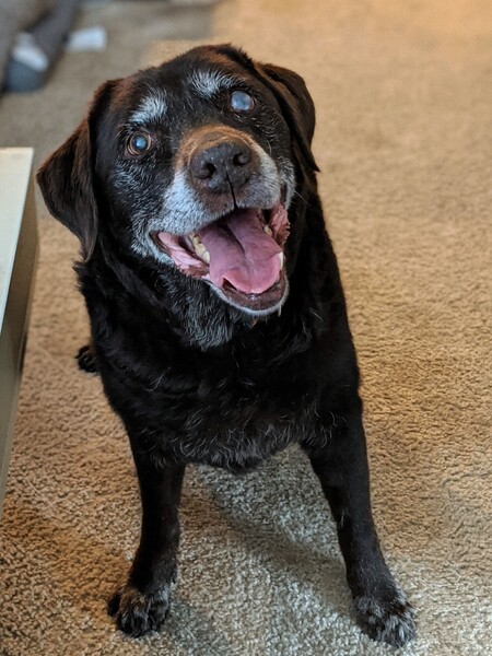 Kosar