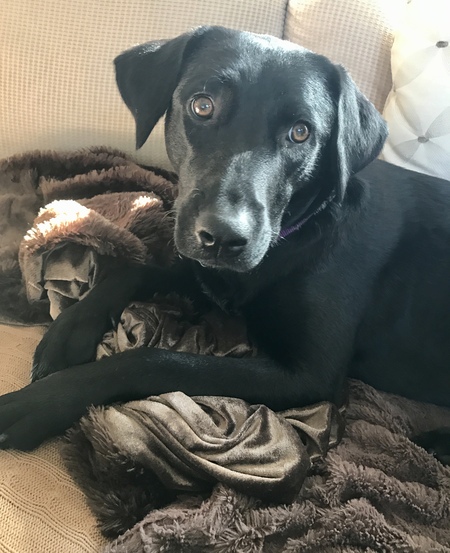 Lulu