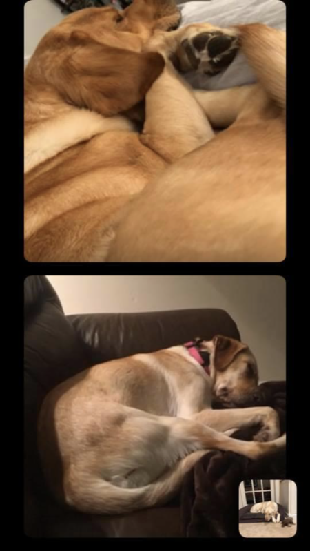 Ranger, Sammie, and Sasha