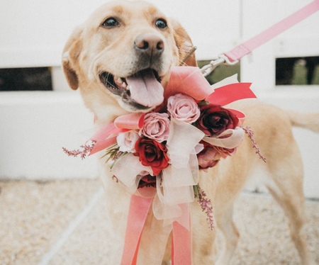 Rosie