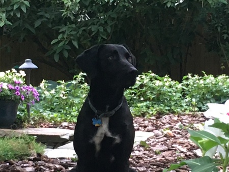 Dixie