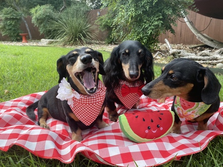 Izzy and Cooper and Porter 