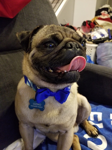 GizmoThePug