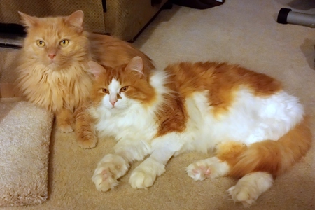 Simba and Scout