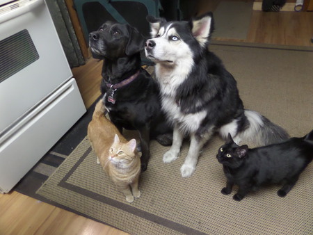 Kenai (malamute) , Shadow (lab) , Chelsea (orange cat), Tinks( black cat)