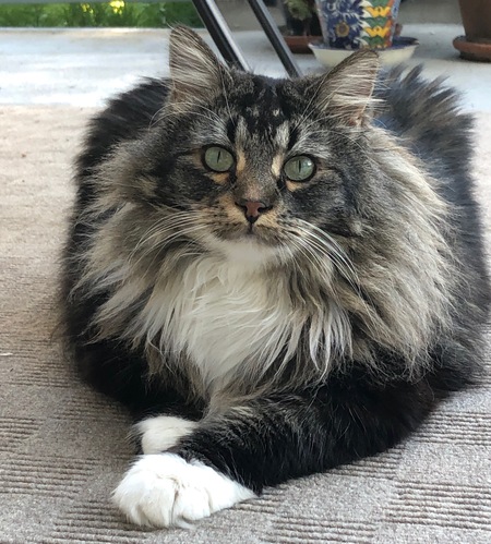 Sam