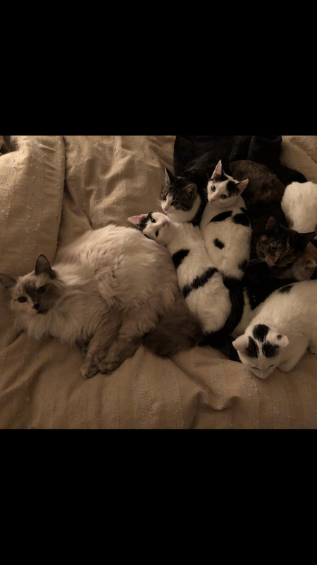 Ulna, the Queen and her foster family